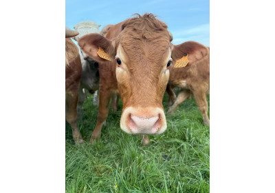 Ferme de Villaine : élevage, charcuterie fermière et vente directe en Anjou image