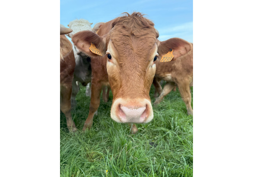 Ferme de Villaine : élevage, charcuterie fermière et vente directe en Anjou