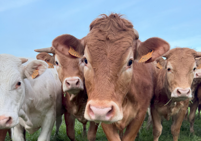 Ferme de Villaine : élevage, charcuterie fermière et vente directe en Anjou image